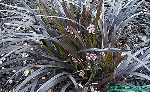 Ophiopogon - lush bushes for the garden and home