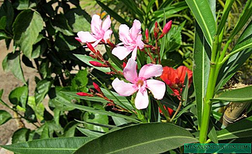 Oleandro - matagais de flores perfumadas