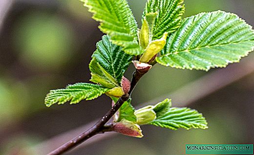 Alder - a valuable and healing plant
