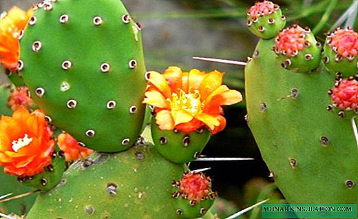 Nopal - un cactus útil para el hogar y el jardín