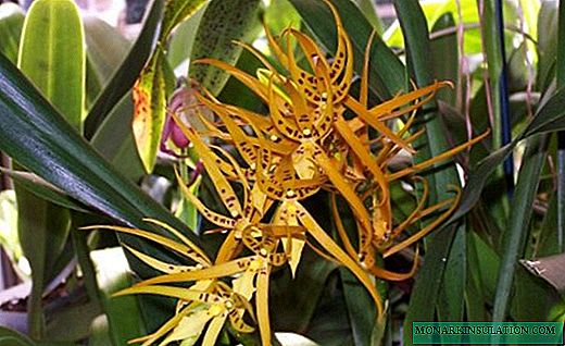 Orkide Brassia - harika bir aromaya sahip zarif örümcekler