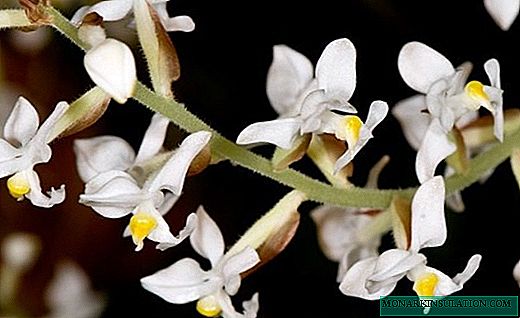 Ludisia Orchid - Miniatuurbloemen en heldere bladeren
