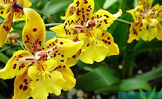 Miltonia orchidėja - gausiai žydintis grožis