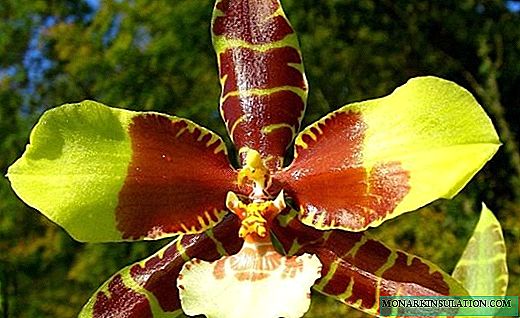 Odontoglossum orchid - a rare, plentifully flowering beauty
