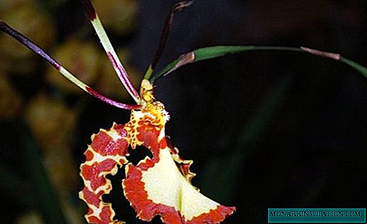 Psychopsis da orquídea - borboletas crescentes