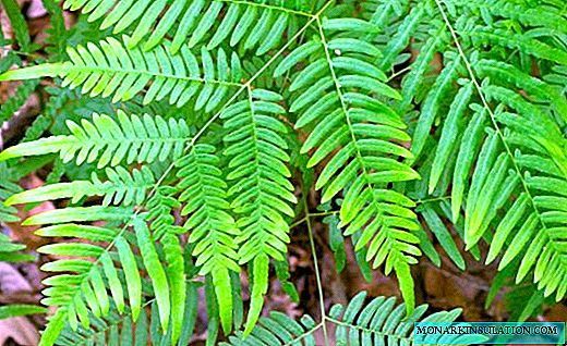 Orlyak - a beautiful, medicinal and edible fern