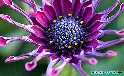 Ostéospermum - une marguerite lumineuse avec un œil bleu