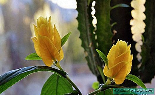 Pachistahis - un arbusto tropical con orejas brillantes