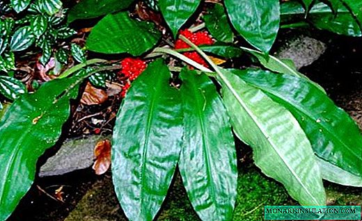 パリソタ-装飾的な葉を持つ熱帯のゲスト