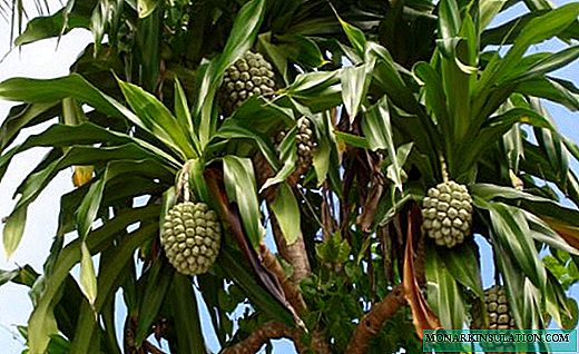 Pandanus - palmier avec une couronne en spirale luxuriante