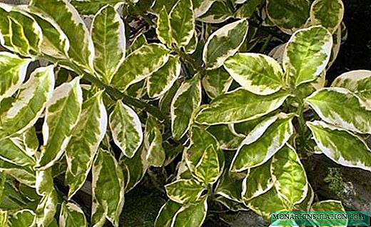 Pedilanthus - an exotic shrub from the tropics