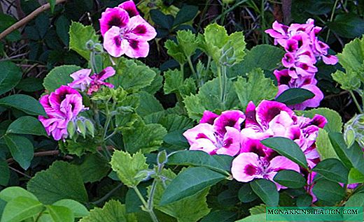 Pelargonium - um arbusto perfumado com folhas macias
