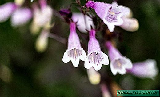 Penstemon - kvetoucí šipky