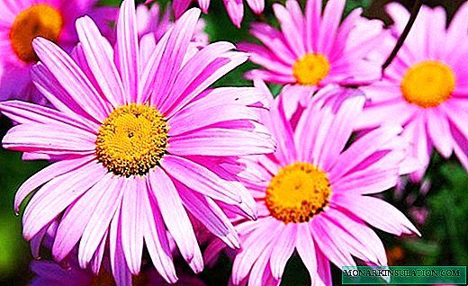 Pyrethrum - multi-colored lush daisies