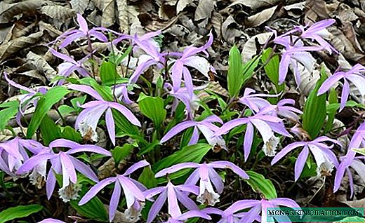 Pleione - a delicate orchid with delicate flowers