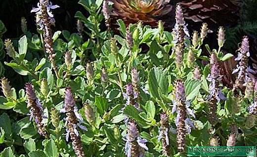 Plectranthus - jugosos brotes de menta