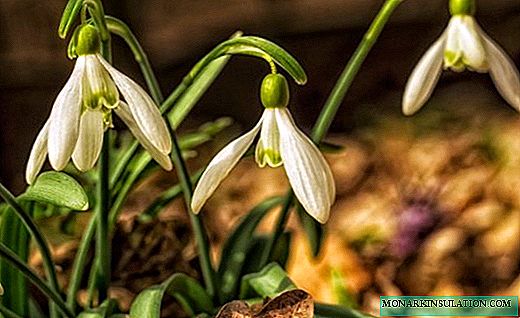 Snowdrops - miniature bells in thawed holes