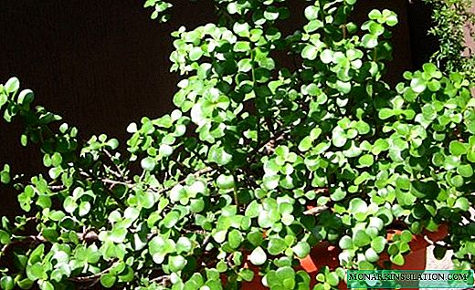 Portulacaria - drobné bonsaje