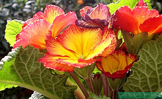 Primrose - bright colors of primrose