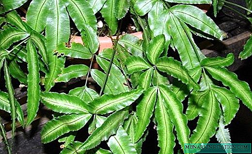Pteris - a graceful tropical fern