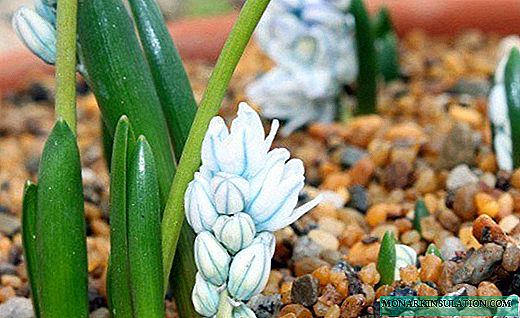 Pushkinia - một loại hoa anh thảo núi quyến rũ