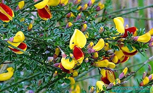 Broom - a blooming symbol of purification and well-being