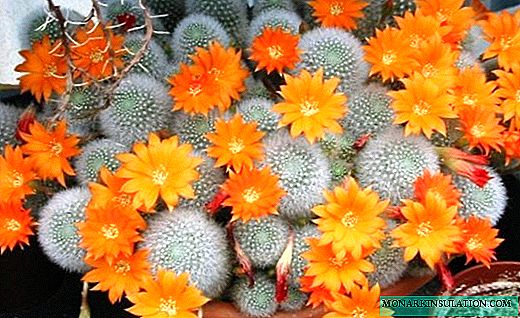Rebucia - a charming flowering cactus