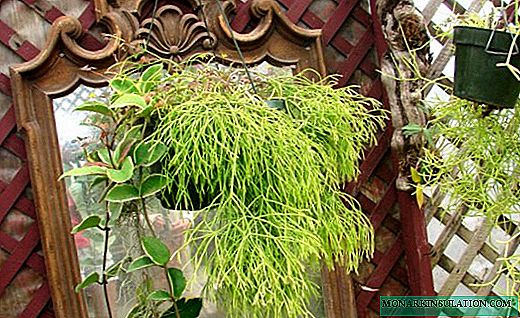 Ripsalis - morbido cactus legnoso