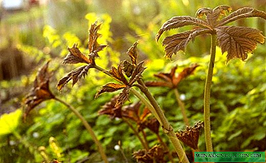 Rogersia - beau feuillage pour un patch ombragé