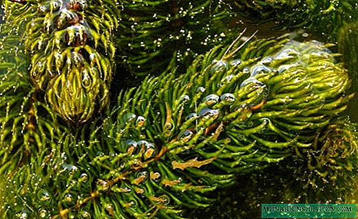 Hornwort - árbol de Navidad sin pretensiones en el agua