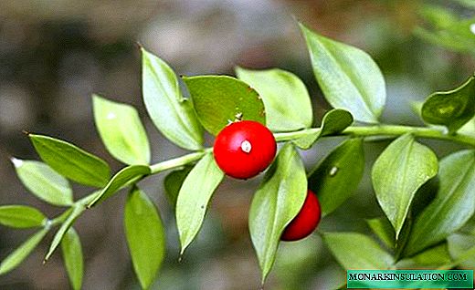 Ruscus - bright greens with berries on the leaves