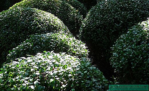 Boxwood - bush with dense evergreen crown