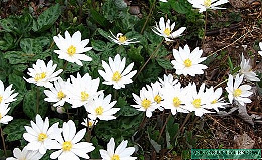 Sanguinaria