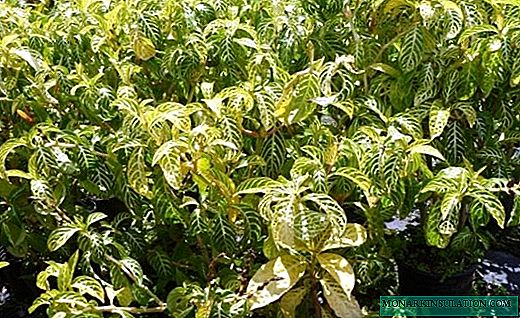 Sanchezia - un bouquet de feuilles panachées