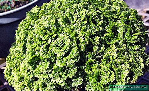 Selaginella - um delicado tapete de folhas a céu aberto