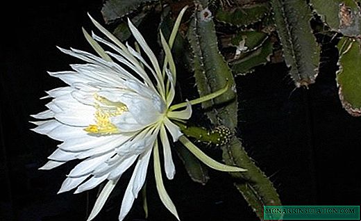 Selenicereus - الزهور مذهلة على جلدة طويلة