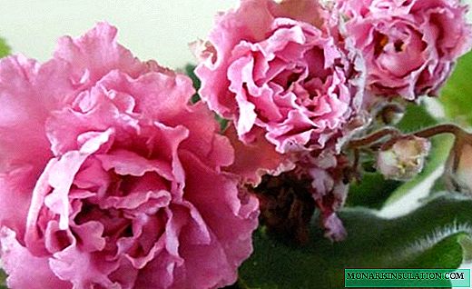 Saintpaulia - البنفسج الجميل مع الزهور المورقة