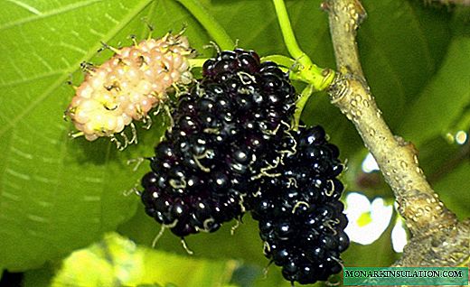 Mûrier - délicieux fruits sur un arbre charmant