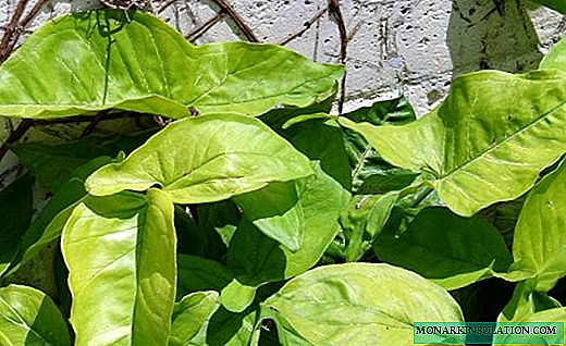 Сингониум - домашняя лиана с декоративными листьями