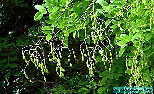 Sophora Japanese - lecznicze drzewo z powietrzną koroną