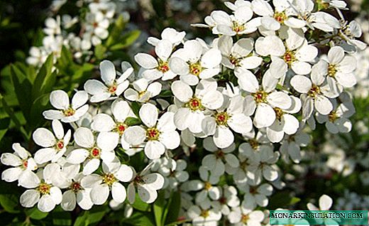 Spirea - cascada verde con espuma exuberante