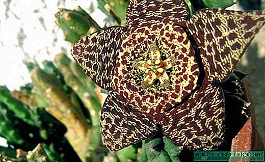 Stapelia - exquisita suculenta con flores grandes