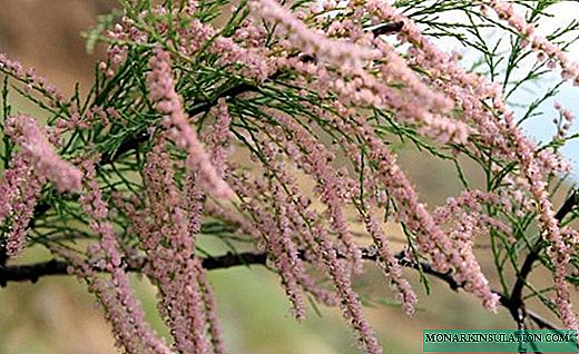 Tamarix - a bush with delicate flowering thickets