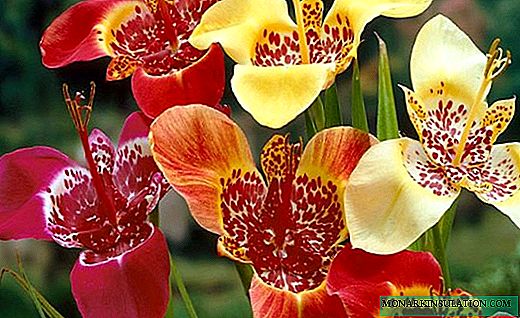 Tigridia - flores brillantes sin preocupaciones