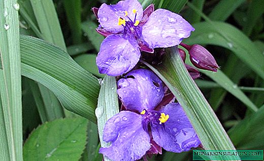 Tradescantia - bushes with bright leaves