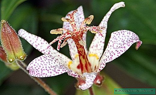 Tritsirtis - orquídea de jardim