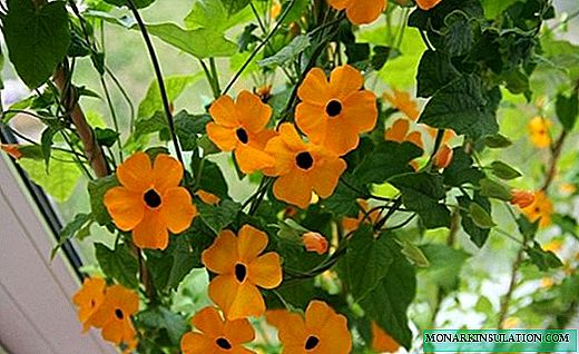 Thunbergia - creeper with bright colors