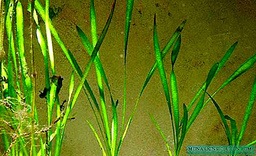 Vallisneria - smaragdipaelad akvaariumis
