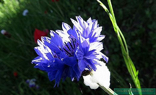 Cornflower - flowerbed decoration, medicine or weed