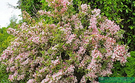 Weigela - arbustos floridos para o jardim oriental